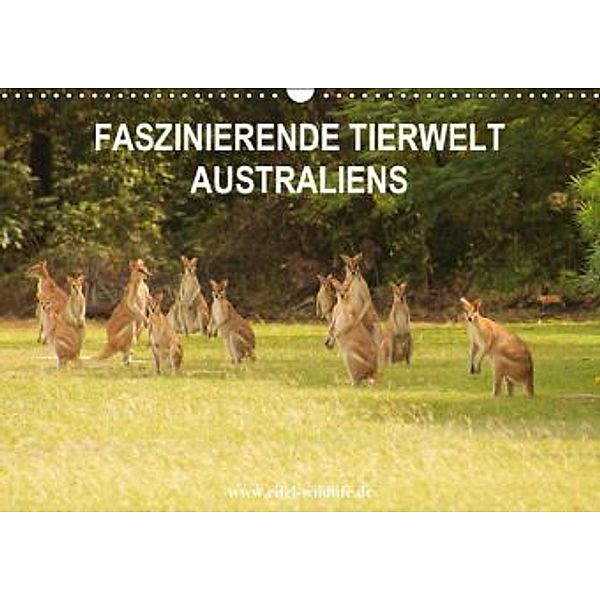 Faszinierende Tierwelt Australiens (Wandkalender 2016 DIN A3 quer), Mathias Ackerknecht