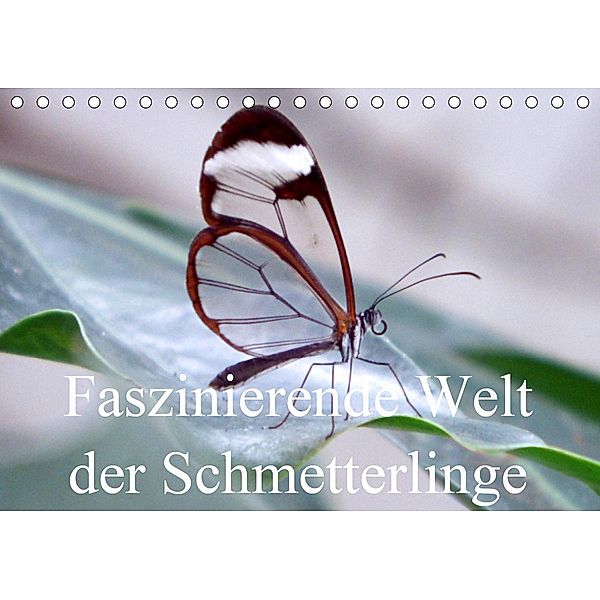 Faszinierende Welt der Schmetterlinge (Tischkalender 2021 DIN A5 quer), Pocketkai