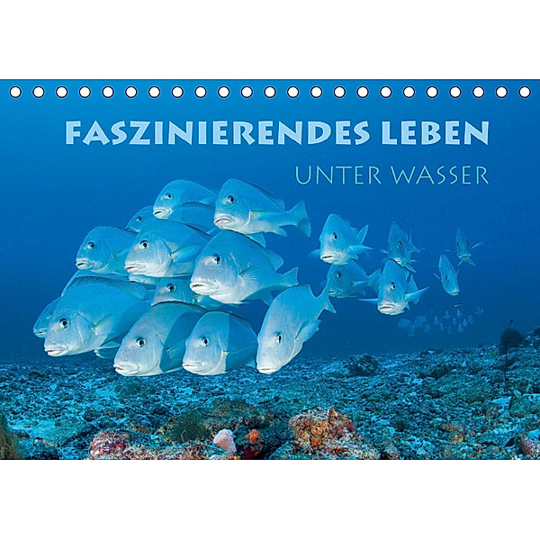 Faszinierendes Leben unter Wasser (Tischkalender 2019 DIN A5 quer), Stephan Peyer