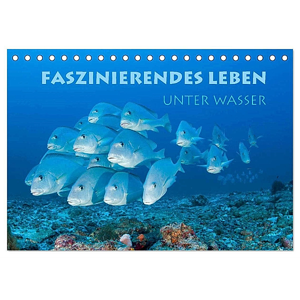 Faszinierendes Leben unter Wasser (Tischkalender 2024 DIN A5 quer), CALVENDO Monatskalender, Stephan Peyer