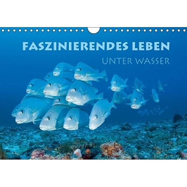 Faszinierendes Leben unter Wasser (Wandkalender 2017 DIN A4 quer), Stephan Peyer