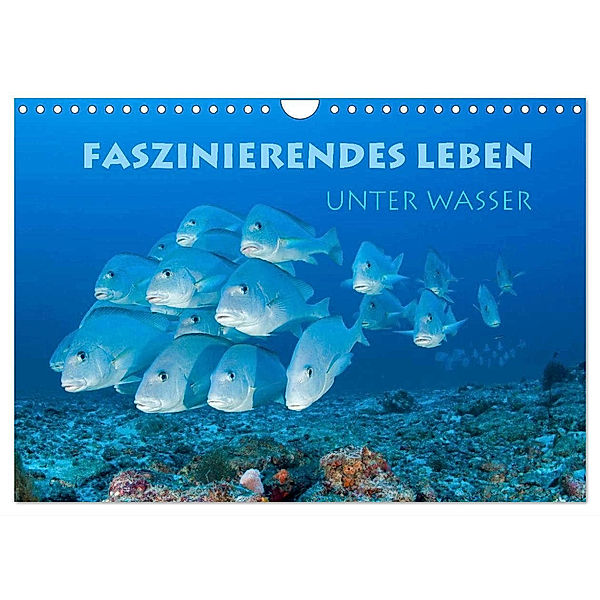 Faszinierendes Leben unter Wasser (Wandkalender 2024 DIN A4 quer), CALVENDO Monatskalender, Stephan Peyer