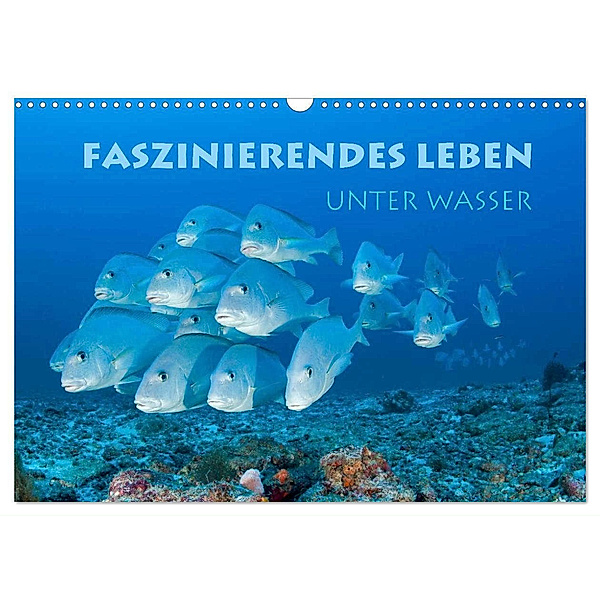 Faszinierendes Leben unter Wasser (Wandkalender 2024 DIN A3 quer), CALVENDO Monatskalender, Stephan Peyer