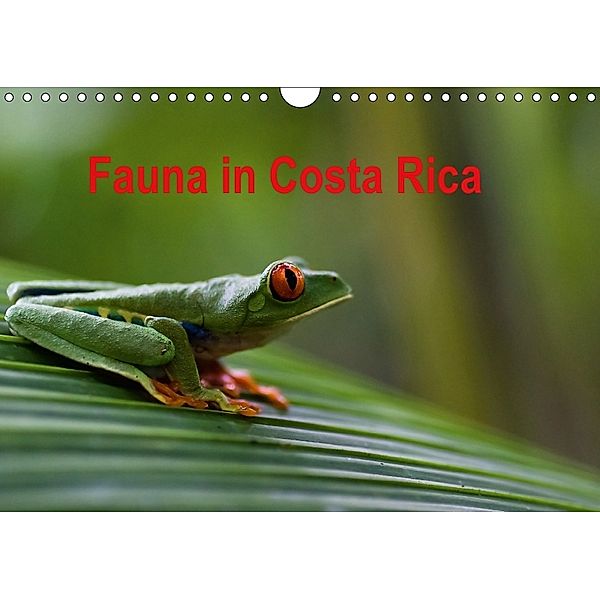 Fauna in Costa Rica (Wandkalender 2018 DIN A4 quer), Beate Bussenius