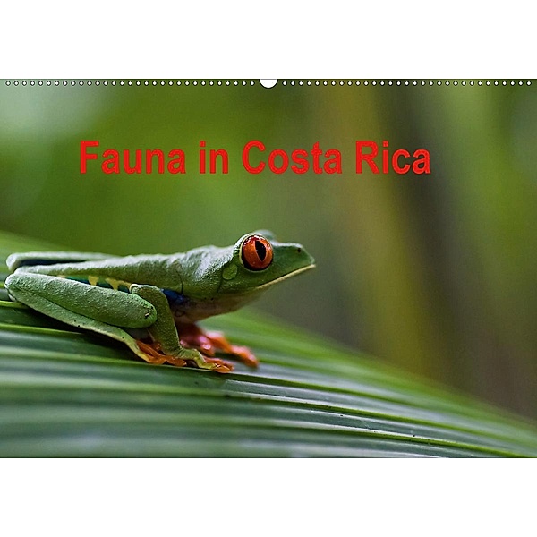 Fauna in Costa Rica (Wandkalender 2020 DIN A2 quer), Beate Bussenius