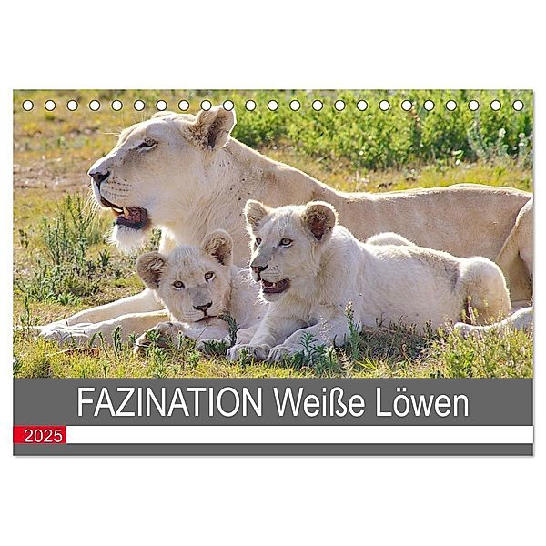FAZINATION Weiße Löwen (Tischkalender 2025 DIN A5 quer), CALVENDO Monatskalender, Calvendo, Thula
