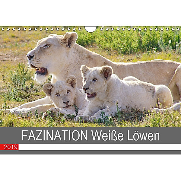 FAZINATION Weiße Löwen (Wandkalender 2019 DIN A4 quer), Thula