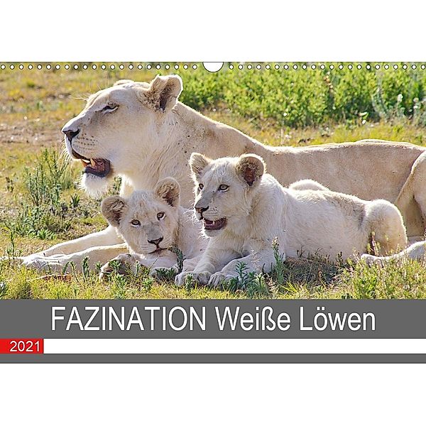 FAZINATION Weiße Löwen (Wandkalender 2021 DIN A3 quer), Thula