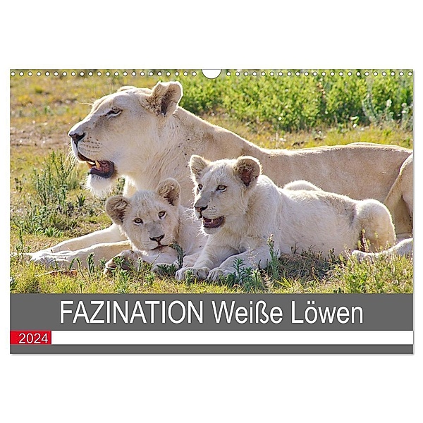 FAZINATION Weiße Löwen (Wandkalender 2024 DIN A3 quer), CALVENDO Monatskalender, Thula