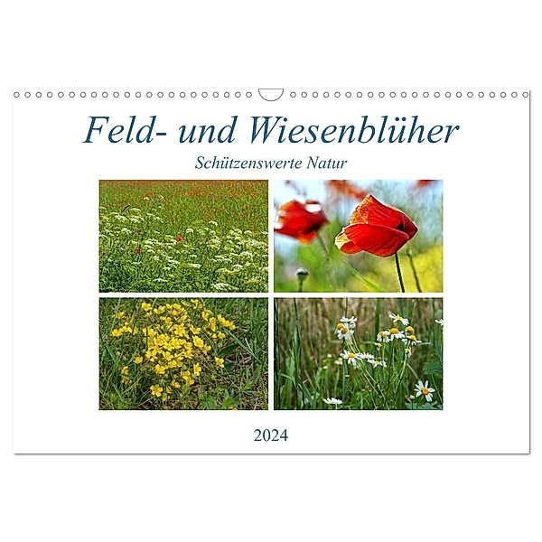 Feld- und Wiesenblüher Schützenswerte Natur (Wandkalender 2024 DIN A3 quer), CALVENDO Monatskalender, Martina Marten