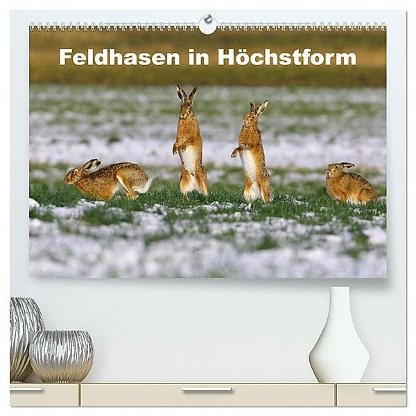 Feldhasen in Höchstform (hochwertiger Premium Wandkalender 2024 DIN A2 quer), Kunstdruck in Hochglanz, Günter Bachmeier