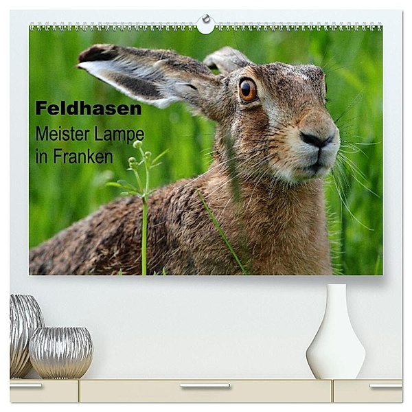 Feldhasen - Meister Lampe in Franken (hochwertiger Premium Wandkalender 2024 DIN A2 quer), Kunstdruck in Hochglanz, Günter Bachmeier