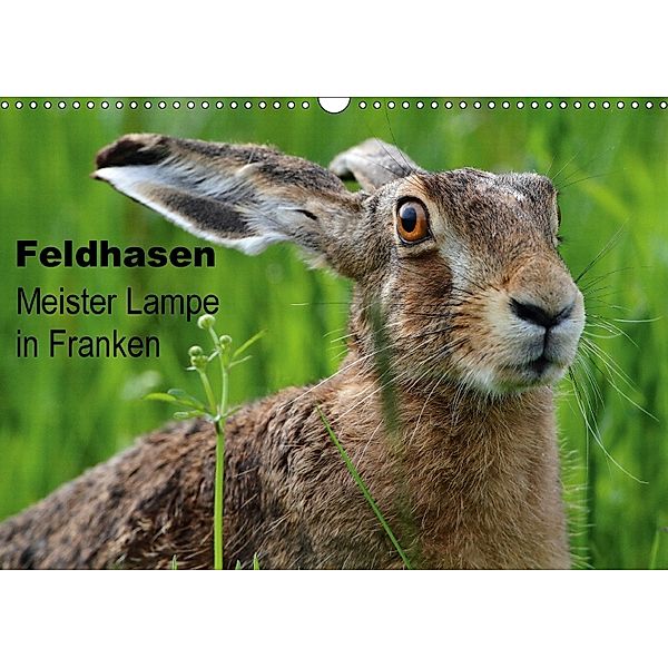 Feldhasen - Meister Lampe in Franken (Wandkalender 2018 DIN A3 quer), Günter Bachmeier