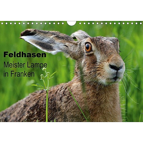 Feldhasen - Meister Lampe in Franken (Wandkalender 2020 DIN A4 quer), Günter Bachmeier