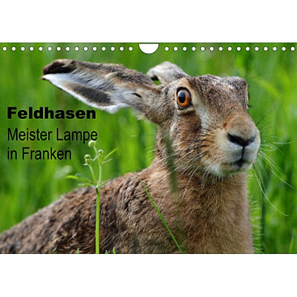 Feldhasen - Meister Lampe in Franken (Wandkalender 2022 DIN A4 quer), Günter Bachmeier
