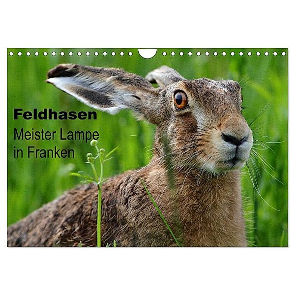 Feldhasen - Meister Lampe in Franken (Wandkalender 2024 DIN A4 quer), CALVENDO Monatskalender, Günter Bachmeier