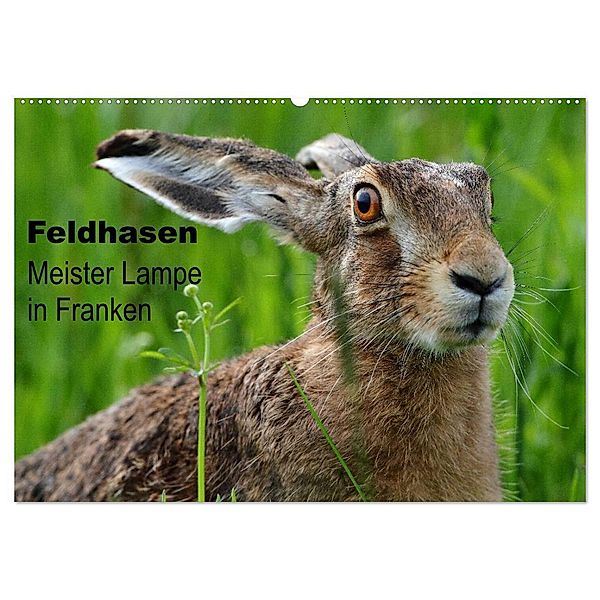 Feldhasen - Meister Lampe in Franken (Wandkalender 2025 DIN A2 quer), CALVENDO Monatskalender, Calvendo, Günter Bachmeier