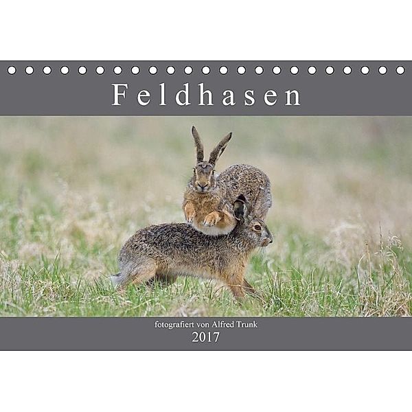 Feldhasen (Tischkalender 2017 DIN A5 quer), Alfred Trunk