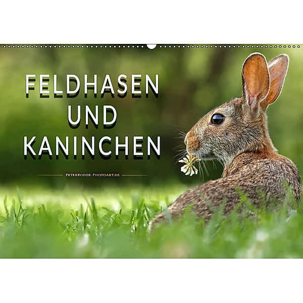 Feldhasen und Kaninchen (Wandkalender 2019 DIN A2 quer), Peter Roder