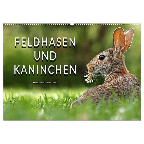 Feldhasen und Kaninchen (Wandkalender 2024 DIN A2 quer), CALVENDO Monatskalender, Peter Roder
