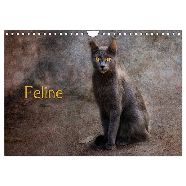 Feline (Wandkalender 2024 DIN A4 quer), CALVENDO Monatskalender, Claudia Möckel / Lucy L!u