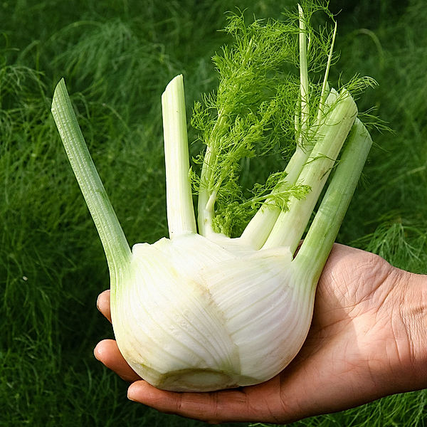 Fenchelsamen Knollenfenchel Finale