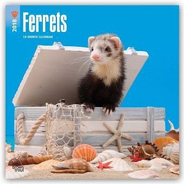 Ferrets - Frettchen 2018 - 18-Monatskalender, BrownTrout Publisher