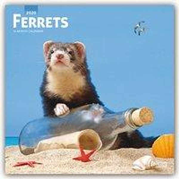 Ferrets - Frettchen 2020- 16-Monatskalender, BrownTrout Publisher
