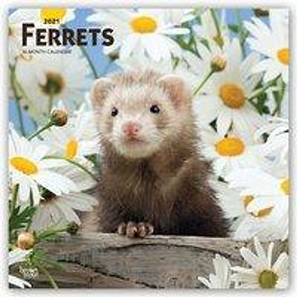 Ferrets - Frettchen 2021 - 16-Monatskalender, BrownTrout Publisher