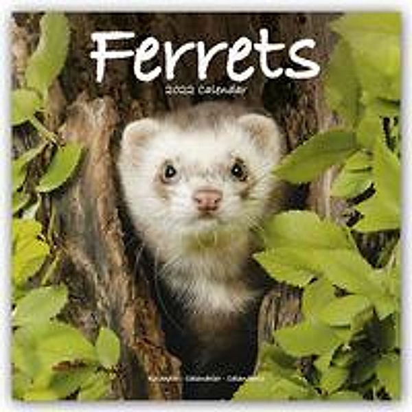 Ferrets - Frettchen 2022 - 16-Monatskalender, Avonside Publishing Ltd