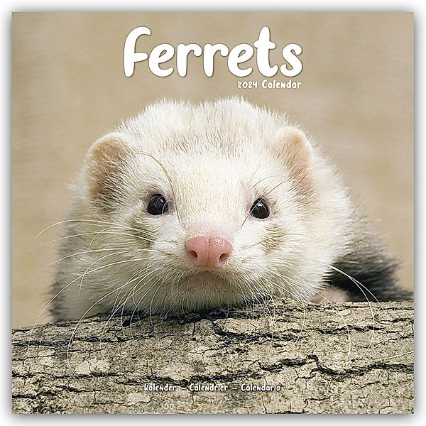 Ferrets - Frettchen 2024 - 16-Monatskalender, Avonside Publishing Ltd