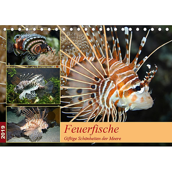 Feuerfische - Giftige Schönheiten der Meere (Tischkalender 2019 DIN A5 quer), B. Mielewczyk