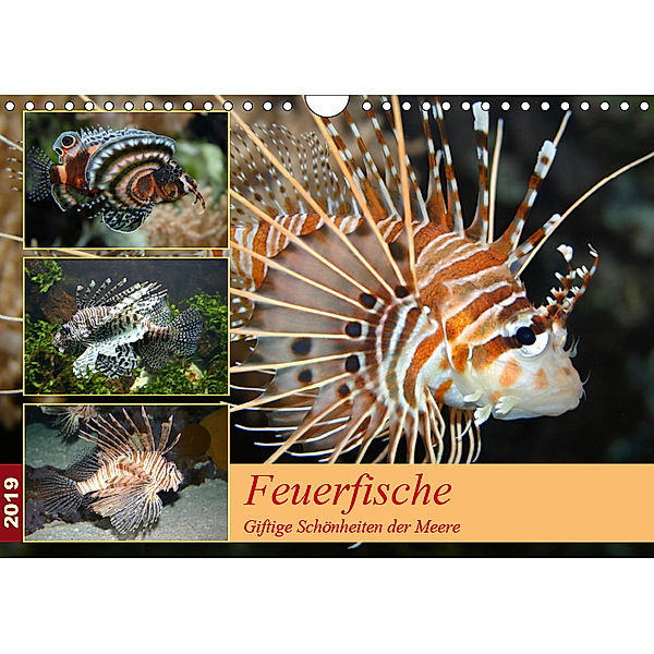 Feuerfische - Giftige Schönheiten der Meere (Wandkalender 2019 DIN A4 quer), B. Mielewczyk
