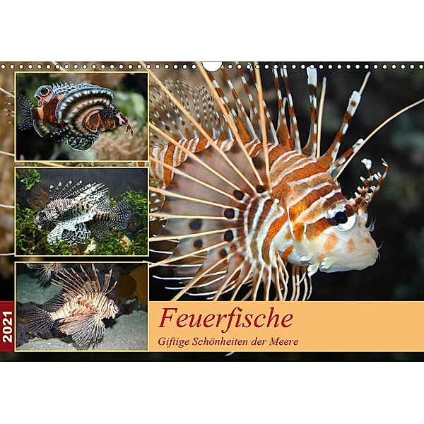 Feuerfische - Giftige Schönheiten der Meere (Wandkalender 2021 DIN A3 quer), B. Mielewczyk
