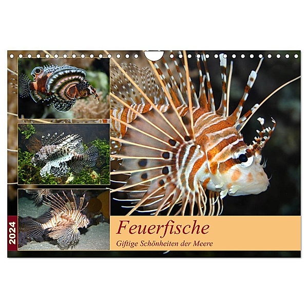 Feuerfische - Giftige Schönheiten der Meere (Wandkalender 2024 DIN A4 quer), CALVENDO Monatskalender, B. Mielewczyk