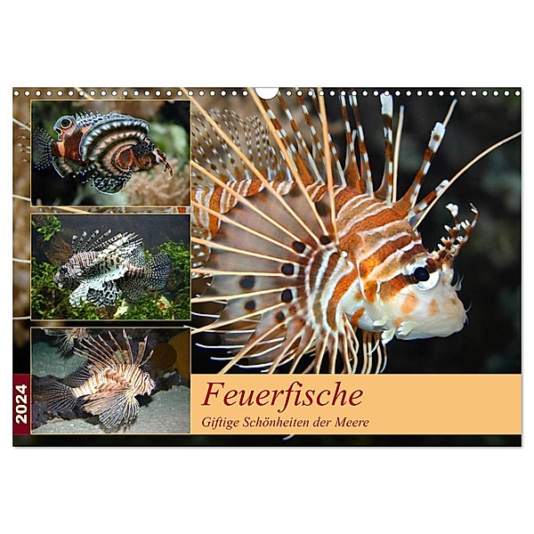 Feuerfische - Giftige Schönheiten der Meere (Wandkalender 2024 DIN A3 quer), CALVENDO Monatskalender, B. Mielewczyk