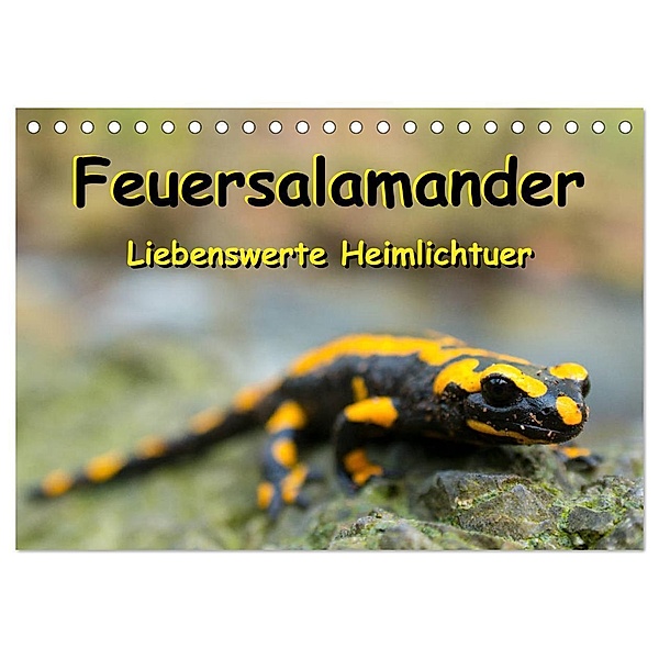 Feuersalamander - Liebenswerte Heimlichtuer (Tischkalender 2024 DIN A5 quer), CALVENDO Monatskalender, Carola Vahldiek