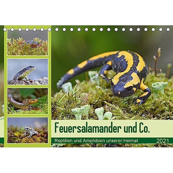 Feuersalamander und Co. (Tischkalender 2021 DIN A5 quer), Gugigei