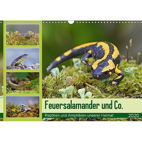 Feuersalamander und Co. (Wandkalender 2020 DIN A3 quer)