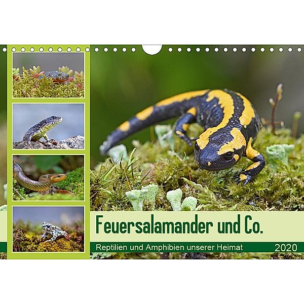 Feuersalamander und Co. (Wandkalender 2020 DIN A4 quer)