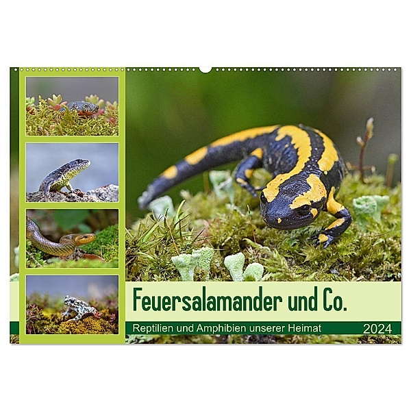 Feuersalamander und Co. (Wandkalender 2024 DIN A2 quer), CALVENDO Monatskalender, Gugigei