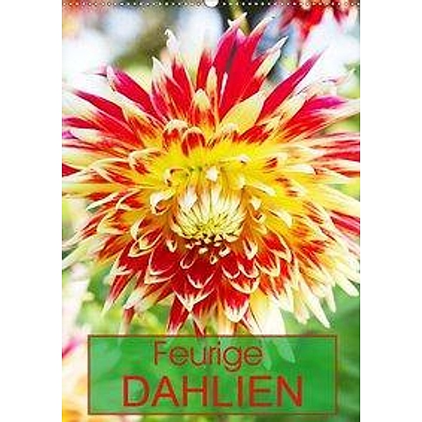 Feurige Dahlien (Wandkalender 2020 DIN A2 hoch), Gisela Kruse