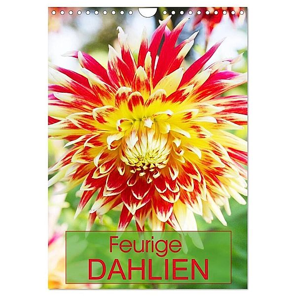 Feurige Dahlien (Wandkalender 2024 DIN A4 hoch), CALVENDO Monatskalender, Gisela Kruse