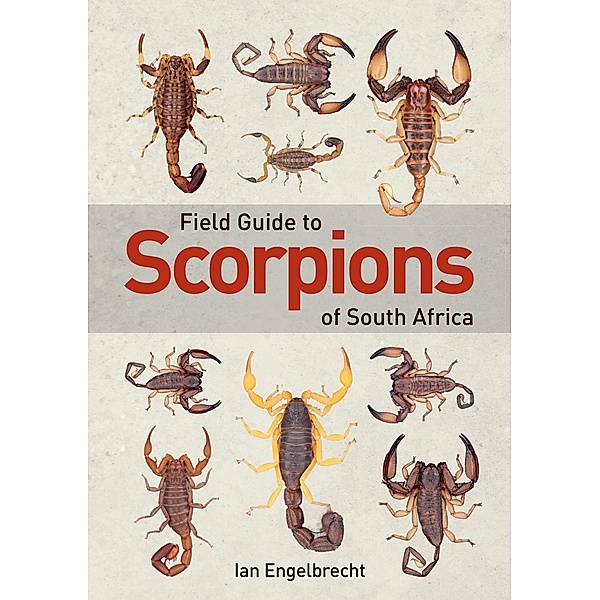 Field Guide to Scorpions of South Africa, Ian Engelbrecht