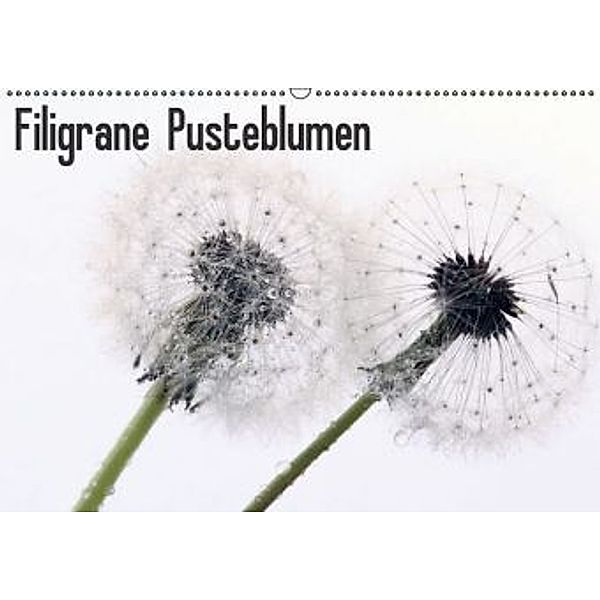 Filigrane Pusteblumen / Geburtstagskalender (Wandkalender 2016 DIN A2 quer), SchnelleWelten