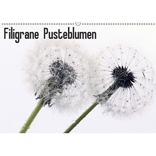 Filigrane Pusteblumen / Geburtstagskalender (Wandkalender 2017 DIN A2 quer), SchnelleWelten