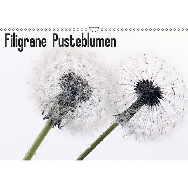 Filigrane Pusteblumen / Geburtstagskalender (Wandkalender 2017 DIN A3 quer), SchnelleWelten
