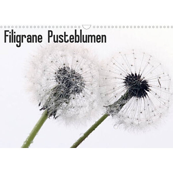 Filigrane Pusteblumen / Geburtstagskalender (Wandkalender 2022 DIN A3 quer), SchnelleWelten