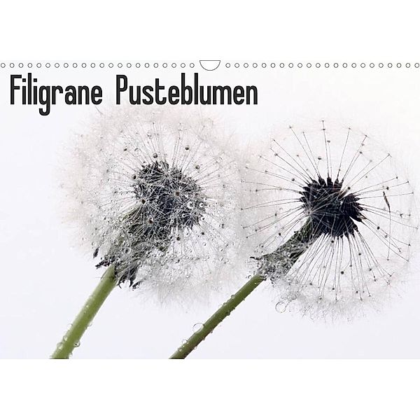 Filigrane Pusteblumen / Geburtstagskalender (Wandkalender 2023 DIN A3 quer), Schnellewelten