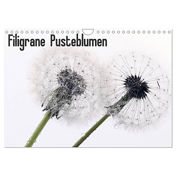 Filigrane Pusteblumen / Geburtstagskalender (Wandkalender 2024 DIN A4 quer), CALVENDO Monatskalender, Schnellewelten